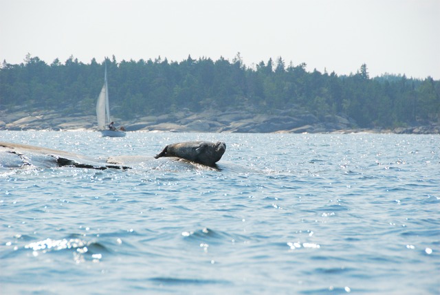 Seal