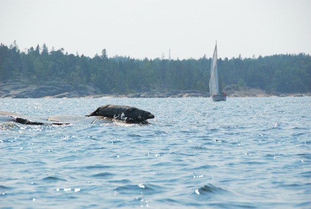 Seal