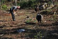 Sheep Contact