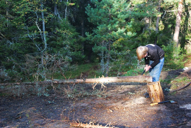 Skogen är full av ved