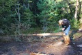 Skogen är full av ved