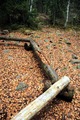 VassaroAllhelgona2011-012
