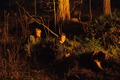 VassaroAllhelgona2011-022