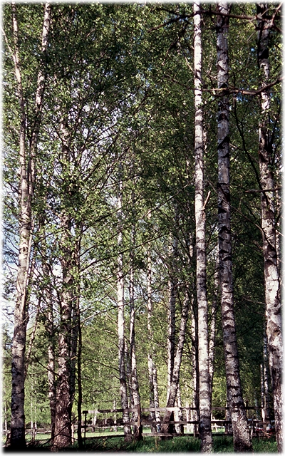 Vandraren2003_15