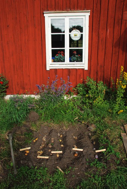 The Potato Palace - 3