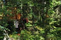 Camping in the Trees - 1