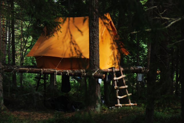 Camping in the Trees - 2