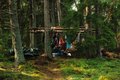 Camping in the Trees - 4
