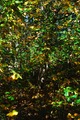 ScouternasNatt2011-016