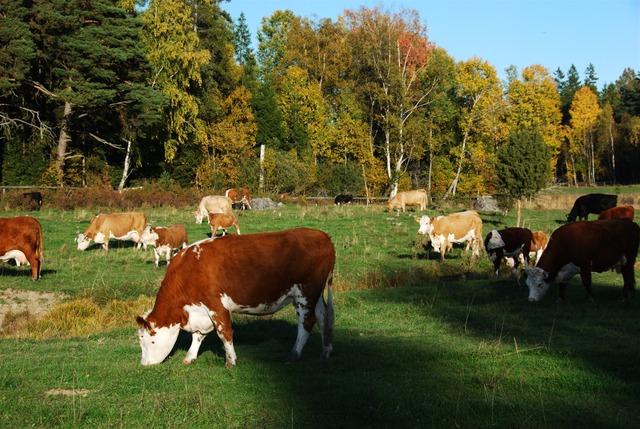 ScouternasNatt2011-030
