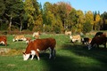ScouternasNatt2011-030
